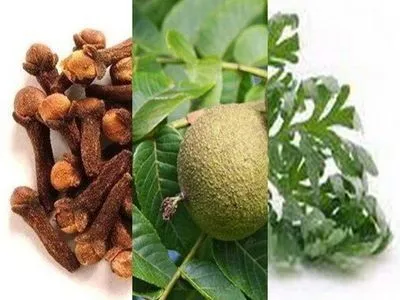 Pelin klinčić crni orah